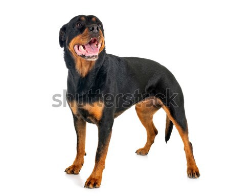 Chiot rottweiler portrait blanche noir [[stock_photo]] © cynoclub