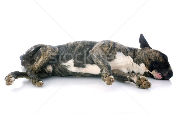 sleeping bull terrier Stock photo © cynoclub
