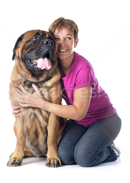 Dog angielski kobieta kobiet biały miłości szczęśliwy Zdjęcia stock © cynoclub