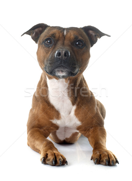Staffordshire bull terrier Stock photo © cynoclub