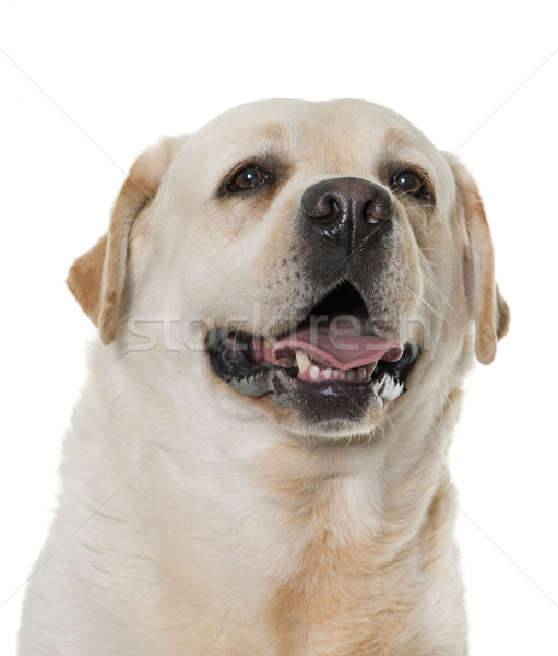 男性 ラブラドル·レトリーバー犬 白 頭 動物 スタジオ ストックフォト © cynoclub