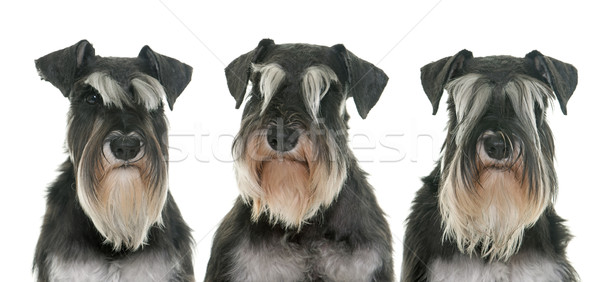 商業照片: 黑白 · 微型 · 狗 · 黑色 · 頭 · 動物