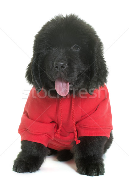 dressed puppy newfoundland dog Stock photo © cynoclub
