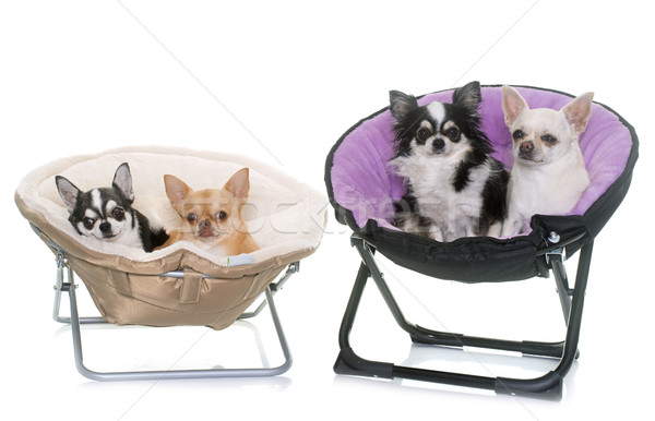 商業照片: 椅子 · 狗 · 工作室 · 物件 · 寵物 · 絨