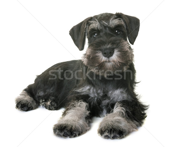 Cucciolo miniatura schnauzer bianco cane nero Foto d'archivio © cynoclub