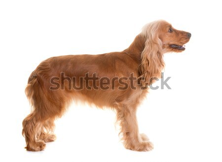 cocker spaniel in studio Stock photo © cynoclub