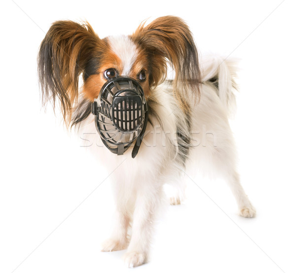 Stock fotó: Kutya · torkolat · fehér · állat · díszállat · izolált
