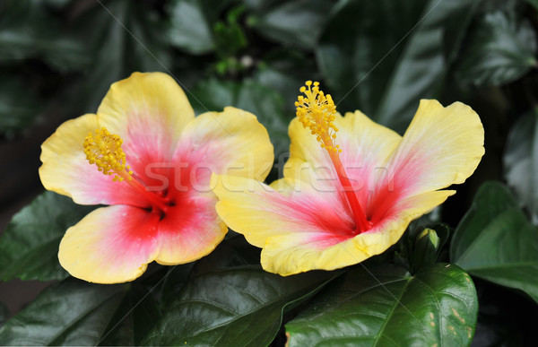Stok fotoğraf: Ebegümeci · sarı · pembe · büyüyen · tropikal · bahçe