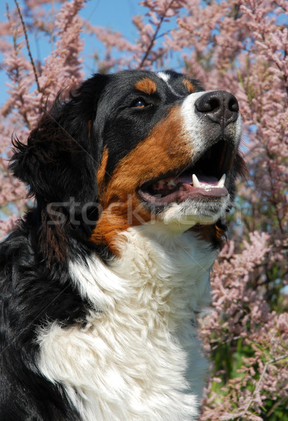 Stock photo: young bernese mountain dog