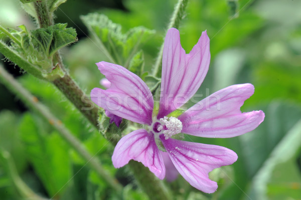 Stock photo: Malva sylvestris