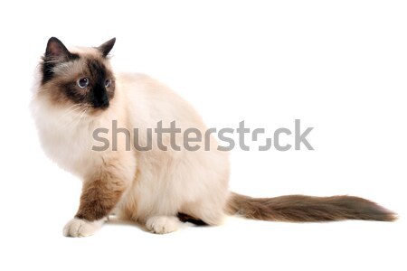 birman cat Stock photo © cynoclub