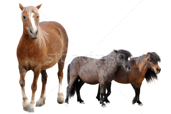 Konia dwa gospodarstwa zwierząt studio trzy Zdjęcia stock © cynoclub