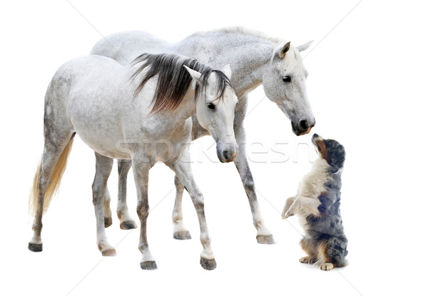 [[stock_photo]]: Chevaux · chien · de · berger · deux · blanche · chien