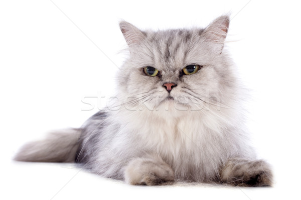 Gatto persiano bianco baby cat testa femminile Foto d'archivio © cynoclub