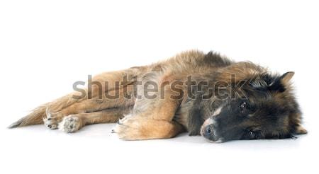 Starych owczarek belgijski biały psa martwych chorych Zdjęcia stock © cynoclub