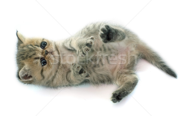 子猫 エキゾチック ショートヘア 白 猫 戻る ストックフォト © cynoclub