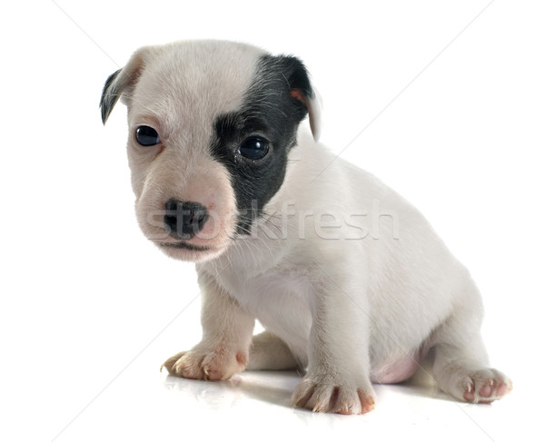 puppy jack russel terrier Stock photo © cynoclub