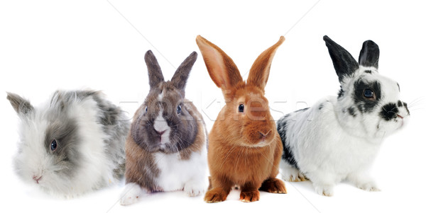 group of rabbit Stock photo © cynoclub