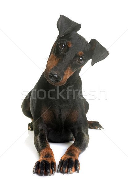 female manchester terrier Stock photo © cynoclub