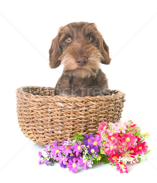 puppy Wire-haired Dachshund Stock photo © cynoclub