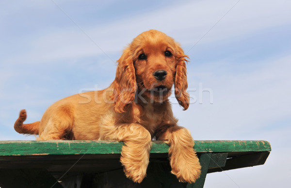 puppy cocker spaniel Stock photo © cynoclub