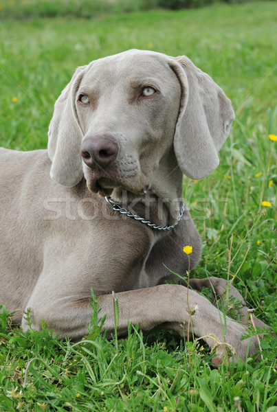 puppy weimaraner dog Stock photo © cynoclub