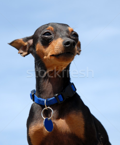 Miniatűr portré aranyos fajtiszta kutya fekete Stock fotó © cynoclub