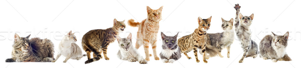 group of cats Stock photo © cynoclub