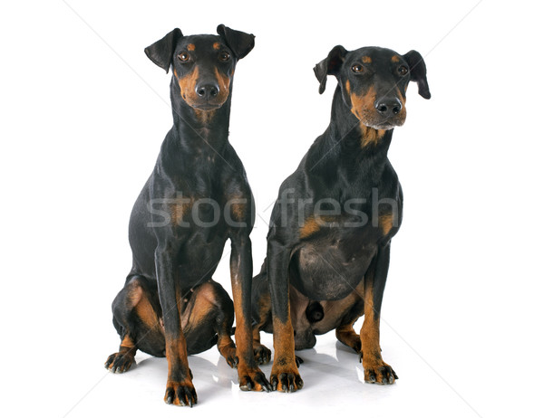 Manchester terriers Stock photo © cynoclub