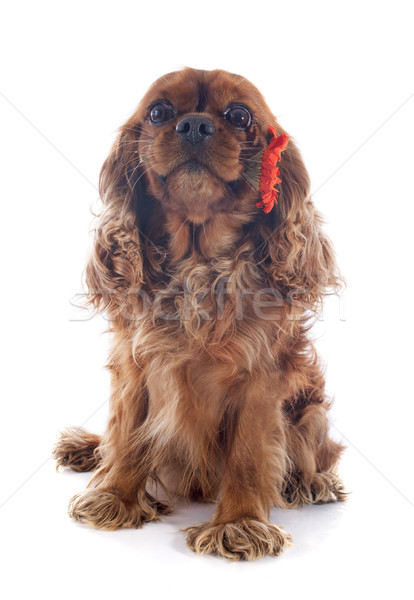 cavalier king charles Stock photo © cynoclub