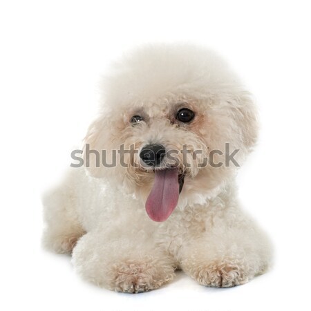 white Standard Poodle Stock photo © cynoclub