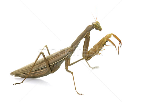 European mantis in studio Stock photo © cynoclub