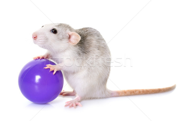 Stock photo: husky rat with toy