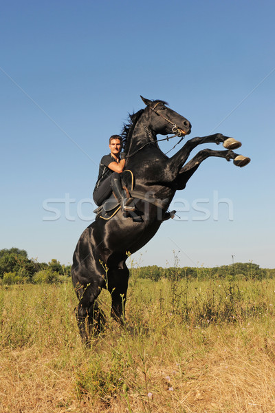 rearing horse Stock photo © cynoclub