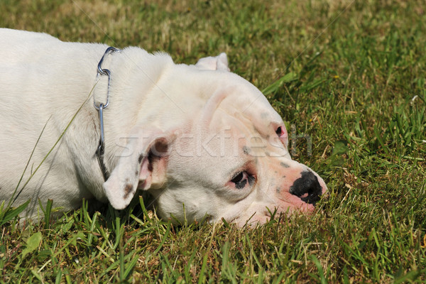 Amerikai bulldog fajtiszta fekszik fű szomorú fej Stock fotó © cynoclub