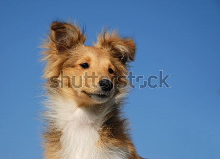 Cute yorkshire terrier retrato sesión Foto stock © cynoclub
