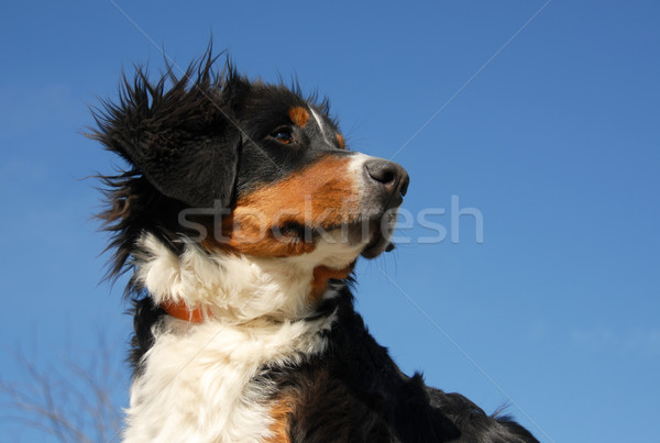 Foto d'archivio: Giovani · bovaro · del · bernese · cucciolo · cielo · blu · montagna