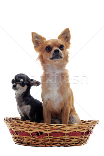 puppy and adult chihuahua Stock photo © cynoclub