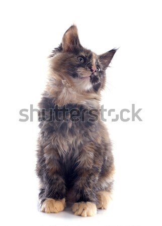 maine coon kitten Stock photo © cynoclub