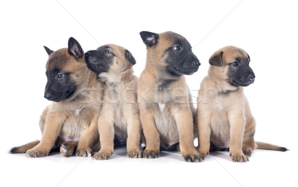 puppies malinois Stock photo © cynoclub
