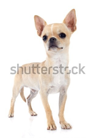 puppy chihuahua Stock photo © cynoclub