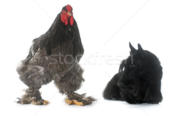 Terrier gallo blanco perro pollo mascota Foto stock © cynoclub