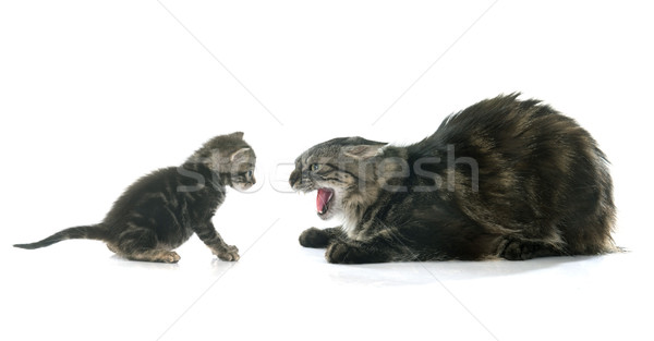 tabby kitten and cat Stock photo © cynoclub