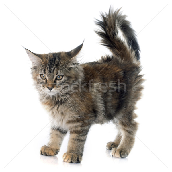 Stockfoto: Maine · kitten · witte · kat · dier · spelen