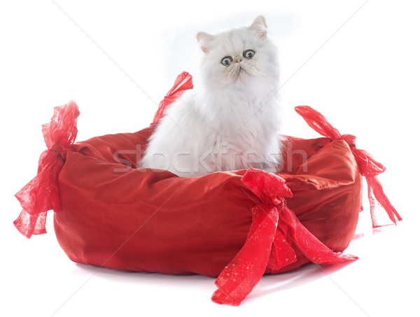 Сток-фото: котенка · белый · кошки · кровать · ПЭТ · изолированный