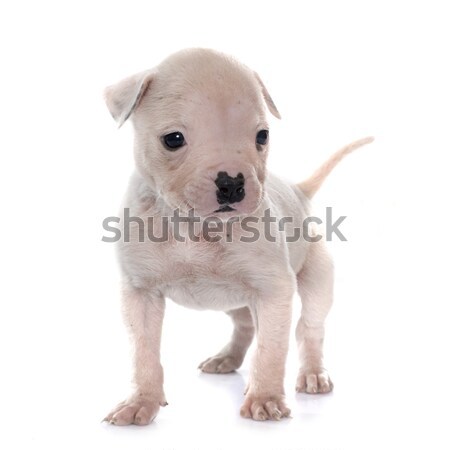 Cucciolo american bulldog bianco cane animale studio Foto d'archivio © cynoclub