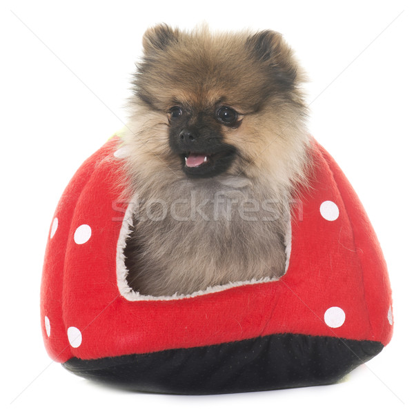 Stock photo: puppy pomeranian spitz