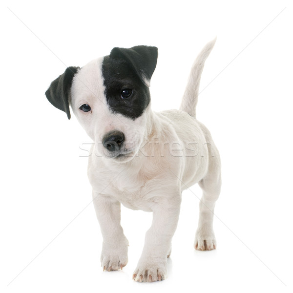 Stock photo: puppy jack russel terrier