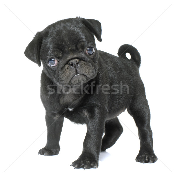 puppy black pug Stock photo © cynoclub