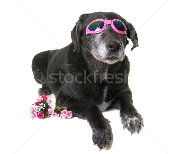 old labrador retriever Stock photo © cynoclub